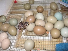 Pheasant Hatching Eggs